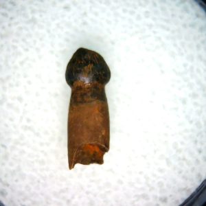Genuine Cretaceous Age Brachychampsa Alligatoroid Tooth Fossil For Sale from Montana #20