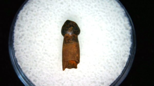 Brachychampsa Alligatoroid Tooth #20