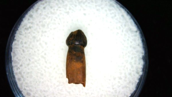 Brachychampsa Alligatoroid Tooth #20 - Image 2