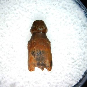 Genuine Cretaceous Age Brachychampsa Alligatoroid Tooth Fossil For Sale from Montana #21