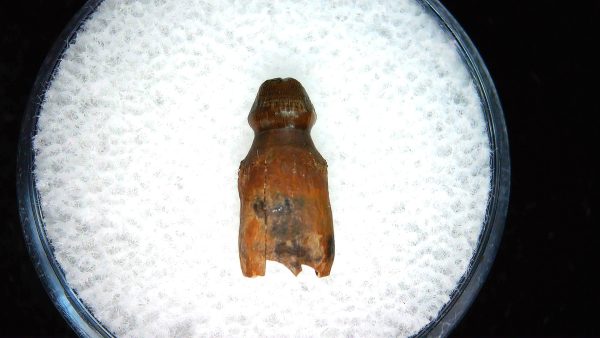 Brachychampsa Alligatoroid Tooth #21