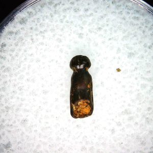 Genuine Cretaceous Age Brachychampsa Alligatoroid Tooth Fossil For Sale from Montana #22