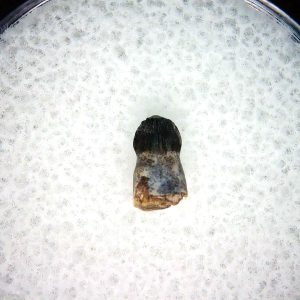 Genuine Cretaceous Age Brachychampsa Alligatoroid Tooth Fossil For Sale from Montana #23