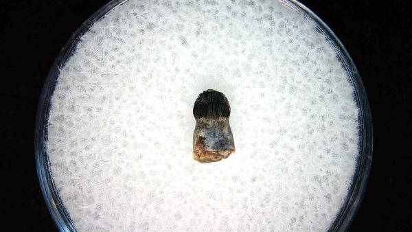 Brachychampsa Alligatoroid Tooth #23