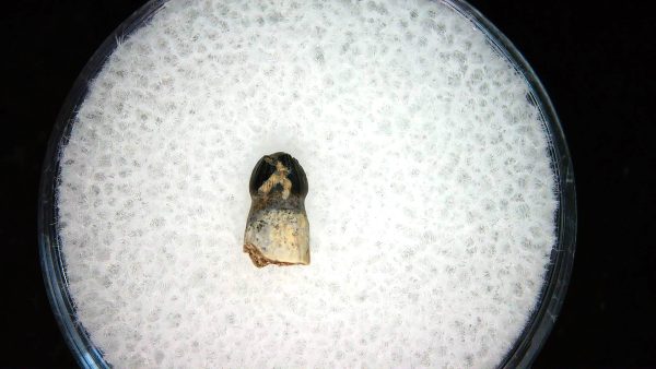 Brachychampsa Alligatoroid Tooth #23 - Image 2