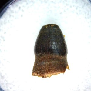 Genuine Cretaceous Age Brachychampsa Alligatoroid Tooth Fossil For Sale from Montana #24