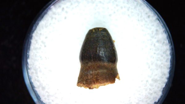 Brachychampsa Alligatoroid Tooth #24