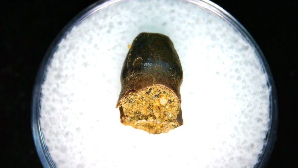 Brachychampsa Alligatoroid Tooth #24 - Image 2