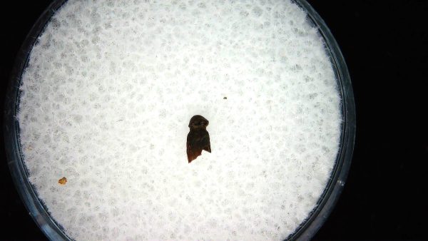 Brachychampsa Alligatoroid Tooth #25 - Image 2