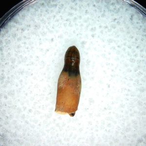 Genuine Cretaceous Age Brachychampsa Alligatoroid Tooth Fossil For Sale from Montana #26