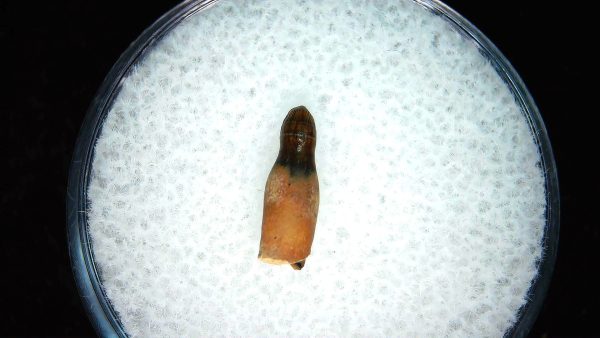 Brachychampsa Alligatoroid Tooth #26