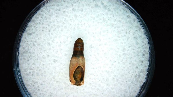 Brachychampsa Alligatoroid Tooth #26 - Image 2