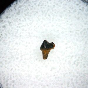 Cretaceous Mammal Tooth #104