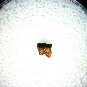 Cretaceous Mammal Tooth #105