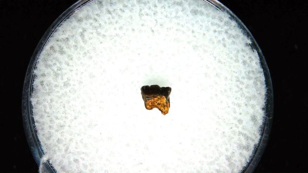 Cretaceous Mammal Tooth #105