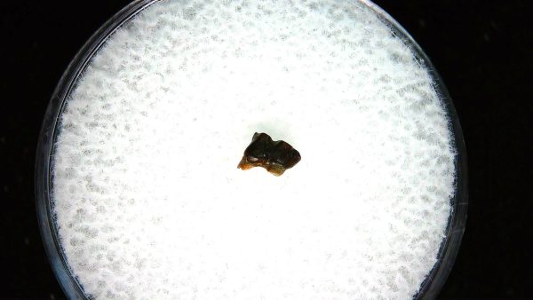 Cretaceous Mammal Tooth #105 - Image 2