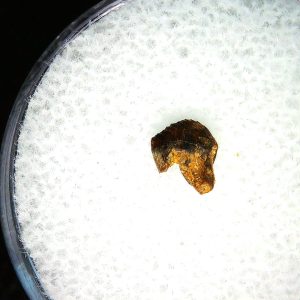 Cretaceous Mammal Tooth #106