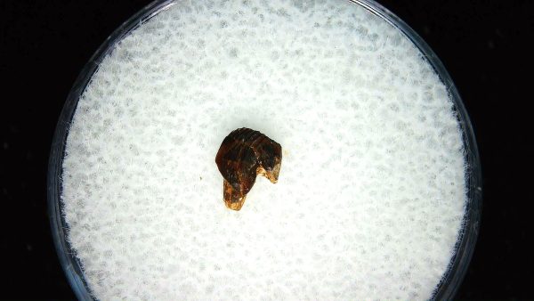 Cretaceous Mammal Tooth #106 - Image 2