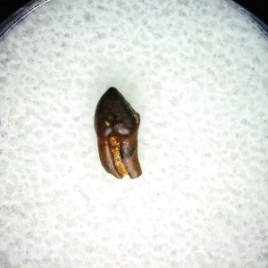 Cretaceous Mammal Tooth #107