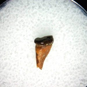 Cretaceous Mammal Tooth #108