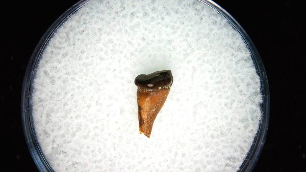Cretaceous Mammal Tooth #108