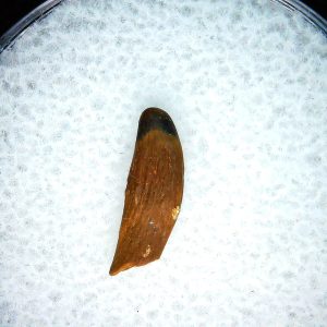 Cretaceous Mammal Tooth #109