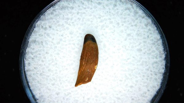 Cretaceous Mammal Tooth #109