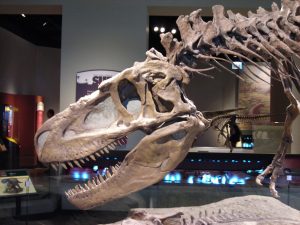 Tyrannosauroid
