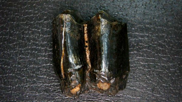 Palaeolama Extinct Camelid Tooth from Florida 10 - Image 6
