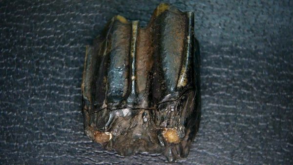 Palaeolama Extinct Camelid Tooth from Florida 10 - Image 5