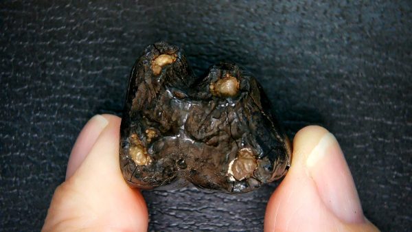 Palaeolama Extinct Camelid Tooth from Florida 10 - Image 3