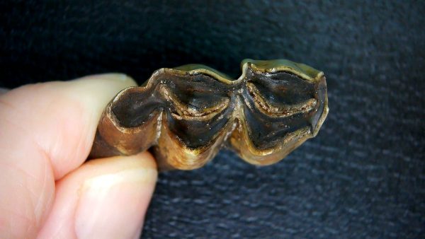 Palaeolama Extinct Camelid Tooth from Florida 11 - Image 4