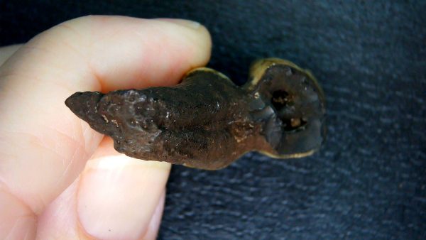 Palaeolama Extinct Camelid Tooth from Florida 11 - Image 3