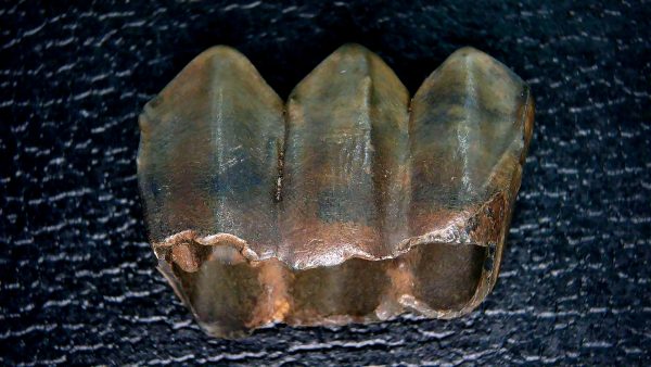 Palaeolama Extinct Camelid Tooth from Florida 2 - Image 5