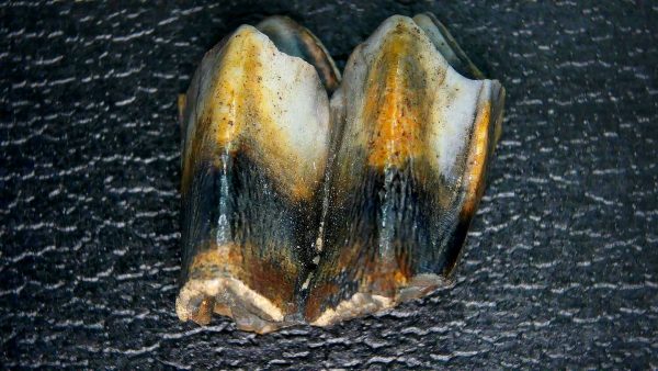 Palaeolama Extinct Camelid Tooth from Florida 4 - Image 2