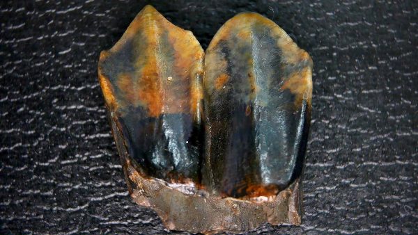 Palaeolama Extinct Camelid Tooth from Florida 4 - Image 5