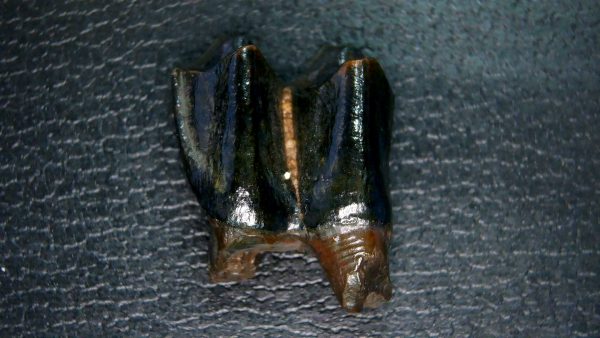 Palaeolama Extinct Camelid Tooth from Florida 5 - Image 2