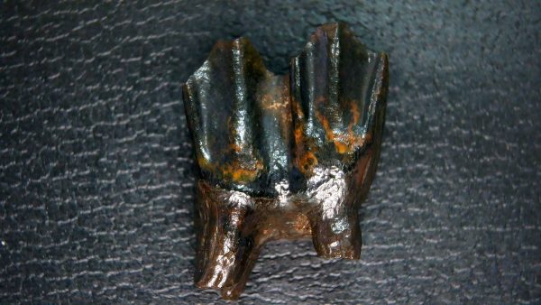 Palaeolama Extinct Camelid Tooth from Florida 5 - Image 5