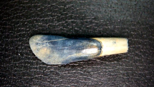 Palaeolama Extinct Camelid Tooth from Florida 6 - Image 2