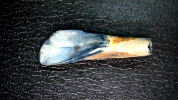 Palaeolama Extinct Camelid Tooth from Florida 6 - Image 5