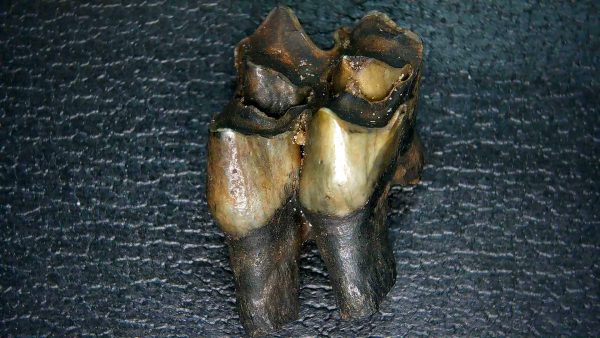 Palaeolama Extinct Camelid Tooth from Florida 9 - Image 2