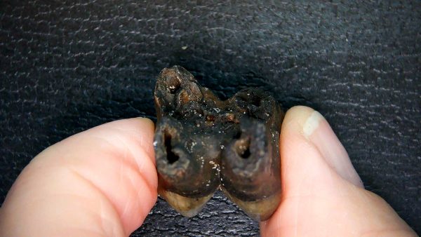 Palaeolama Extinct Camelid Tooth from Florida 10 - Image 2