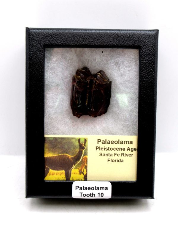 Palaeolama Extinct Camelid Tooth from Florida 10