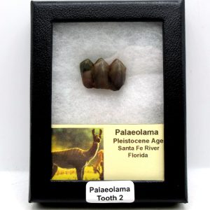 Palaeolama Extinct Camelid Tooth from Florida 2