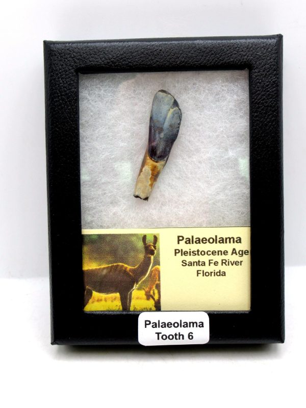 Palaeolama Extinct Camelid Tooth from Florida 6