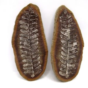 Mazon Creek Pennsylvanian Age Plant Nodule #162
