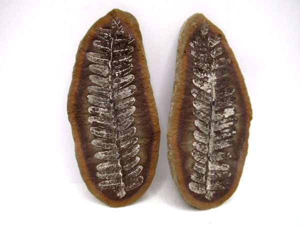 Mazon Creek Pennsylvanian Age Plant Nodule #162
