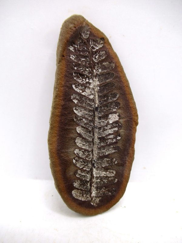 Mazon Creek Pennsylvanian Age Plant Nodule #162 - Image 3
