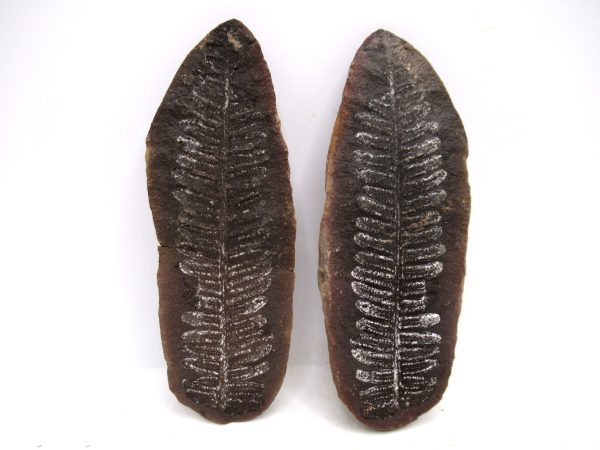 Mazon Creek Pennsylvanian Age Plant Nodule #163