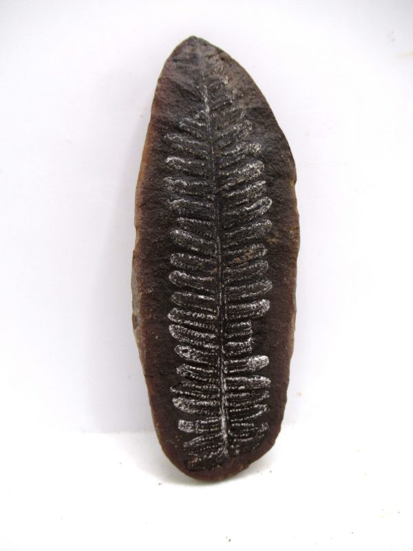 Mazon Creek Pennsylvanian Age Plant Nodule #163 - Image 4